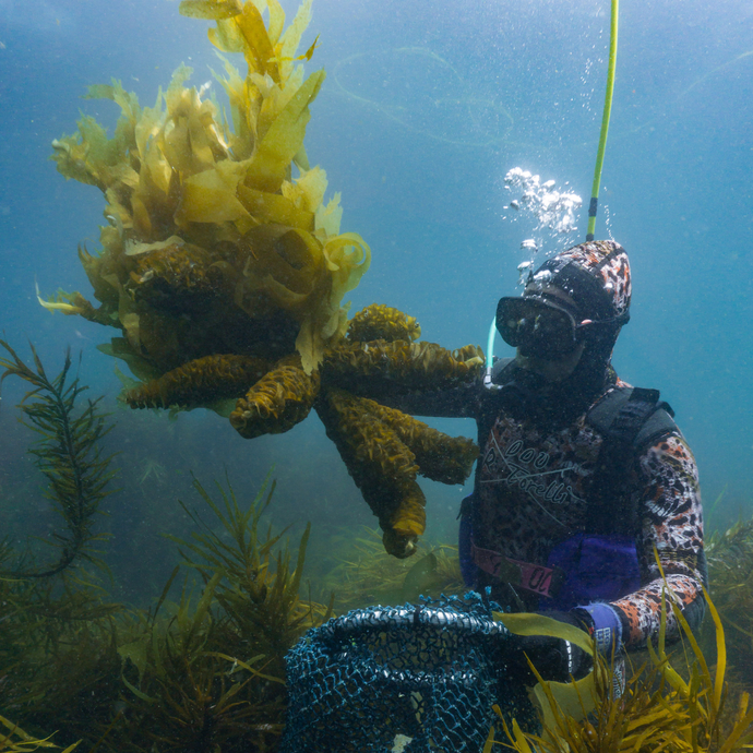 Exploring the Health Benefits of Seaweed Supplements