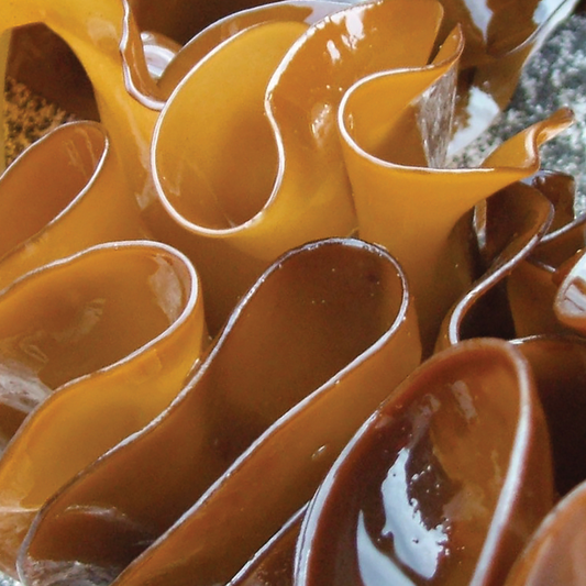Unlock the Secret of Fucoidan: How Does it Fortify Your Immune Function?