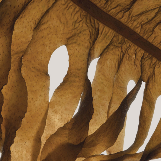 Our seaweed: your questions answered