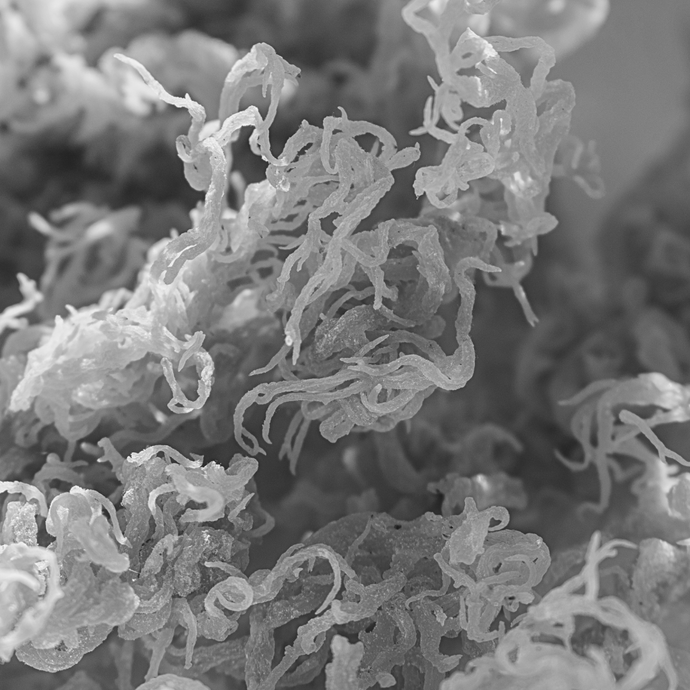 Fucoidan-Rich Seaweed vs. Sea Moss: Health Benefits Compared