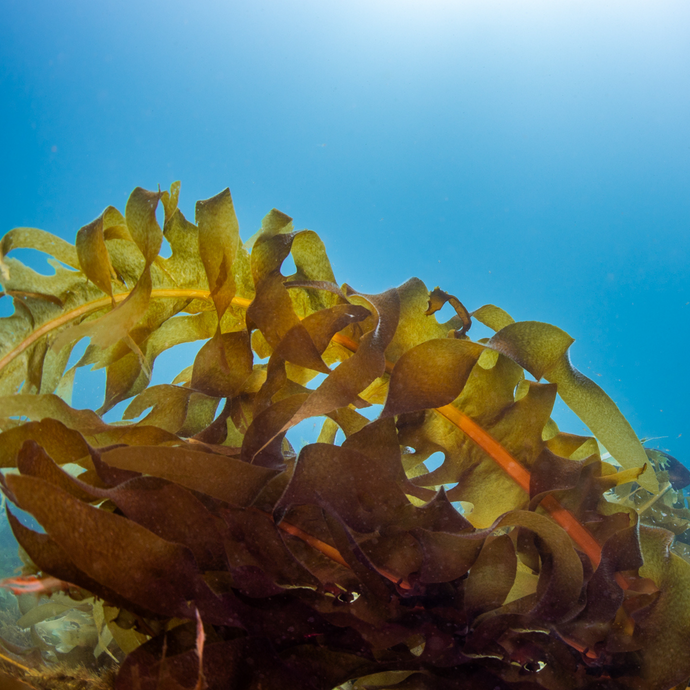 Exploring the Health Benefits of Seaweed Supplements